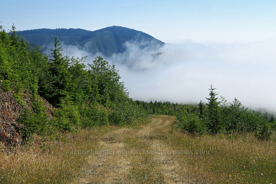 descending into the fog [Angora Peak Trail, Clatsop County, Oregon]