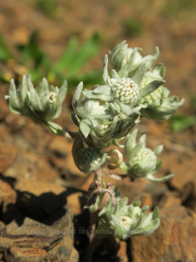 tall woolly-marbles (meadow woolly-heads) (Psilocarphus elatior) [Angora Peak Trail, Clatsop County, Oregon]