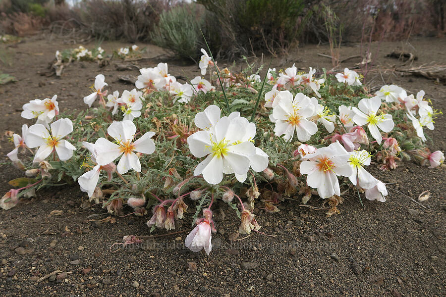 Piper's evening-primrose (Oenothera deltoides ssp. piperi) [County Road 5-11A, Lake County, Oregon]