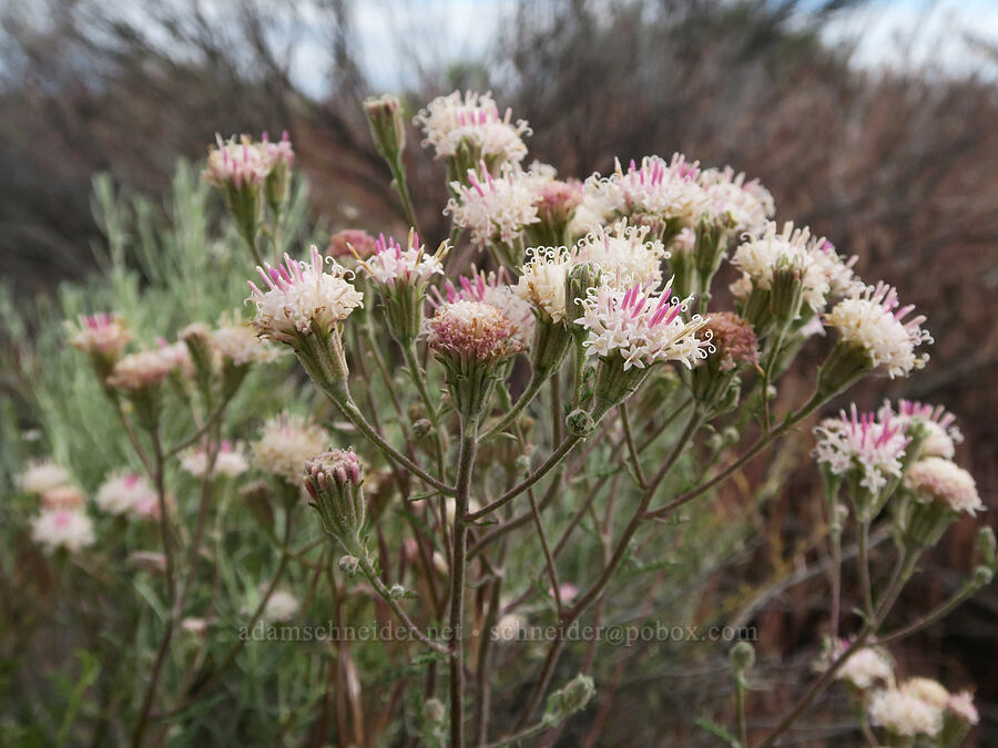 Douglas' pincushion (Chaenactis douglasii) [County Road 5-11A, Lake County, Oregon]