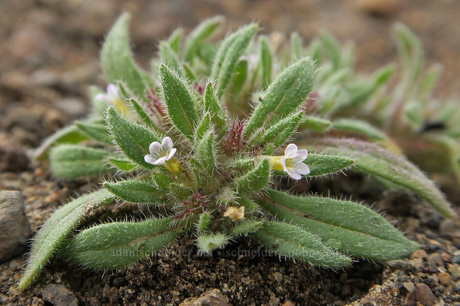 leafy nama (Nama densa) [County Road 5-11A, Lake County, Oregon]