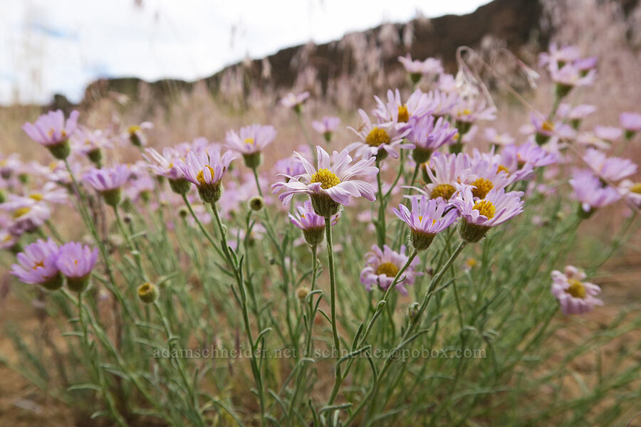 thread-leaf fleabane (Erigeron filifolius) [Fort Rock State Natural Area, Lake County, Oregon]