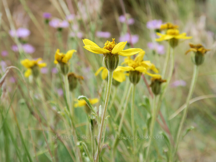 Oregon sunshine (Eriophyllum lanatum) [Fort Rock State Natural Area, Lake County, Oregon]