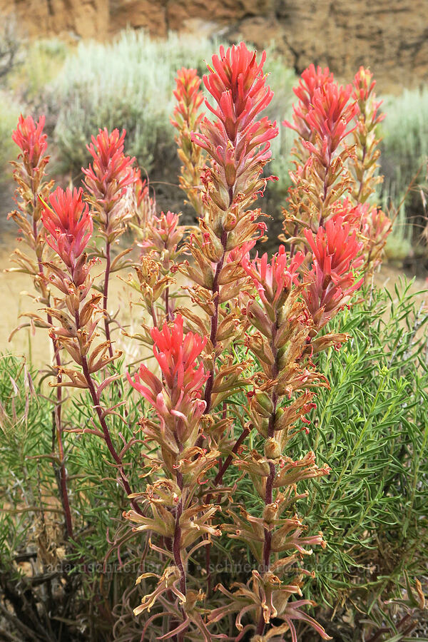 Peck's paintbrush (Castilleja peckiana) [Fort Rock State Natural Area, Lake County, Oregon]