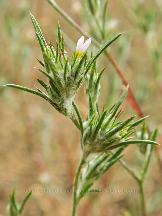 maroon-spotted woolly-stars (Eriastrum signatum) [Fort Rock State Natural Area, Lake County, Oregon]