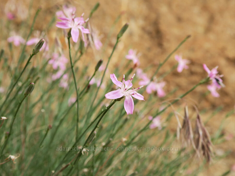 narrow-leaf wire-lettuce (Stephanomeria tenuifolia) [Fort Rock State Natural Area, Lake County, Oregon]