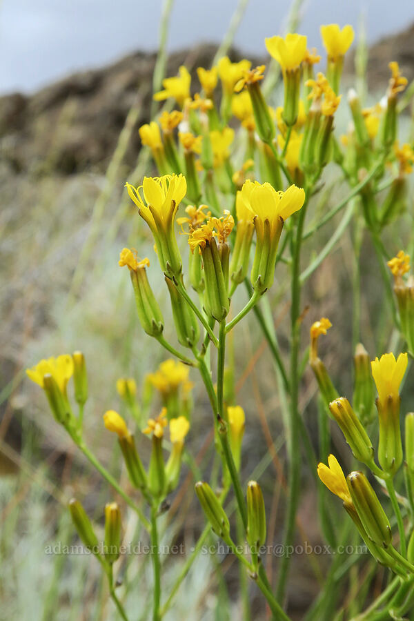taper-tip hawksbeard (Crepis acuminata) [Fort Rock State Natural Area, Lake County, Oregon]