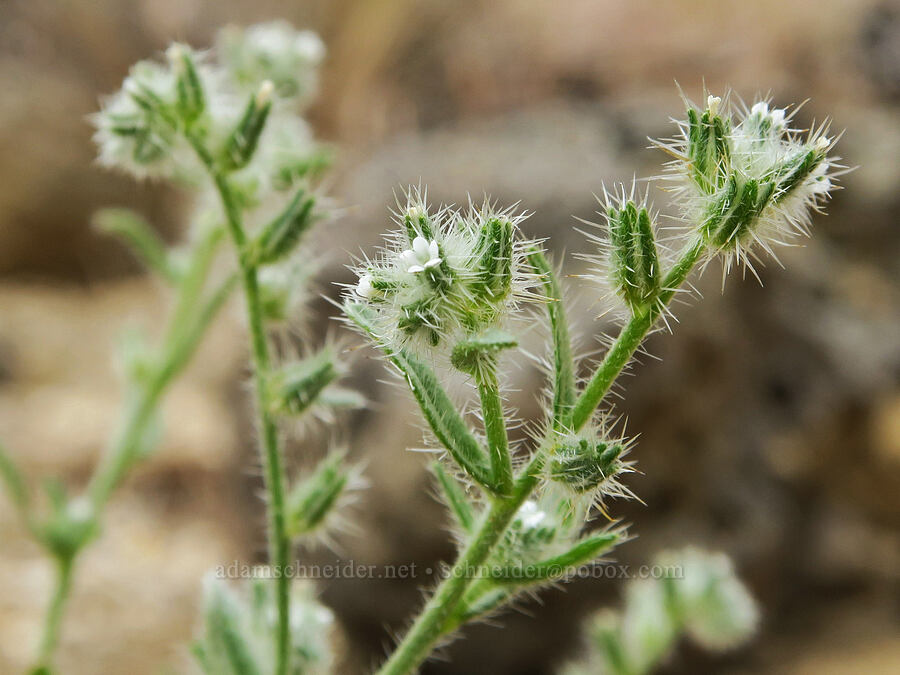 slender cryptantha (Cryptantha affinis) [Fort Rock State Natural Area, Lake County, Oregon]