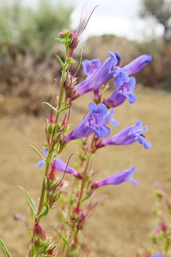 showy penstemon (Penstemon speciosus) [Fort Rock State Natural Area, Lake County, Oregon]