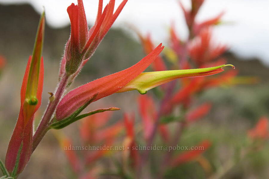 narrow-leaf paintbrush (Castilleja linariifolia) [Fort Rock State Natural Area, Lake County, Oregon]