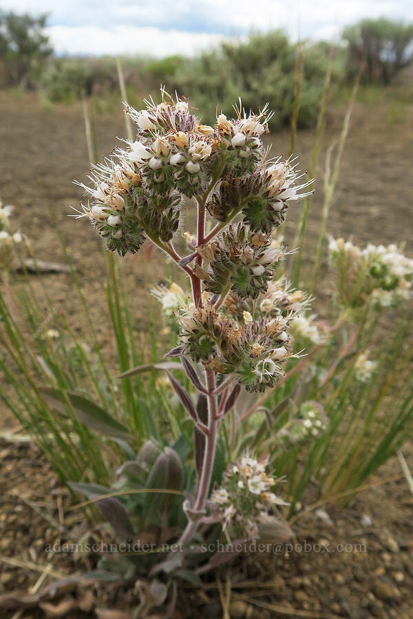 silver-leaf phacelia (Phacelia hastata) [Fort Rock State Natural Area, Lake County, Oregon]