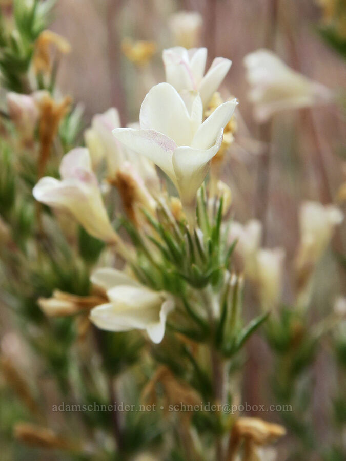 granite prickly-phlox (Linanthus pungens (Leptodactylon pungens)) [Fort Rock State Natural Area, Lake County, Oregon]