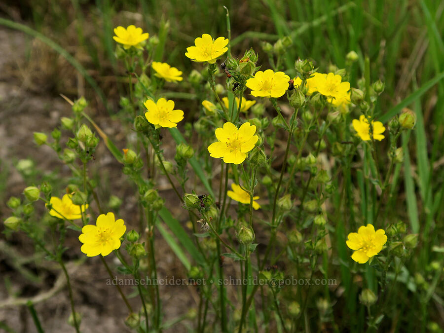 graceful cinquefoil (Potentilla gracilis var. gracilis) [Pitcher Road, Lake County, Oregon]