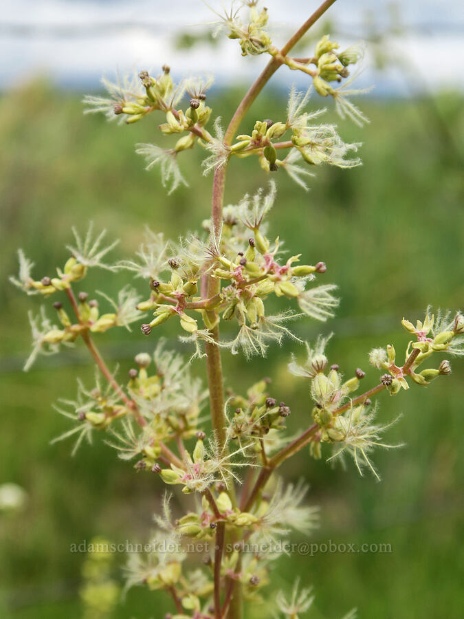 edible valerian, going to seed (Valeriana edulis) [Pitcher Road, Lake County, Oregon]