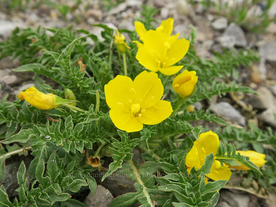 tansy-leaf sun-cups (Taraxia tanacetifolia (Camissonia tanacetifolia)) [Pitcher Road, Lake County, Oregon]