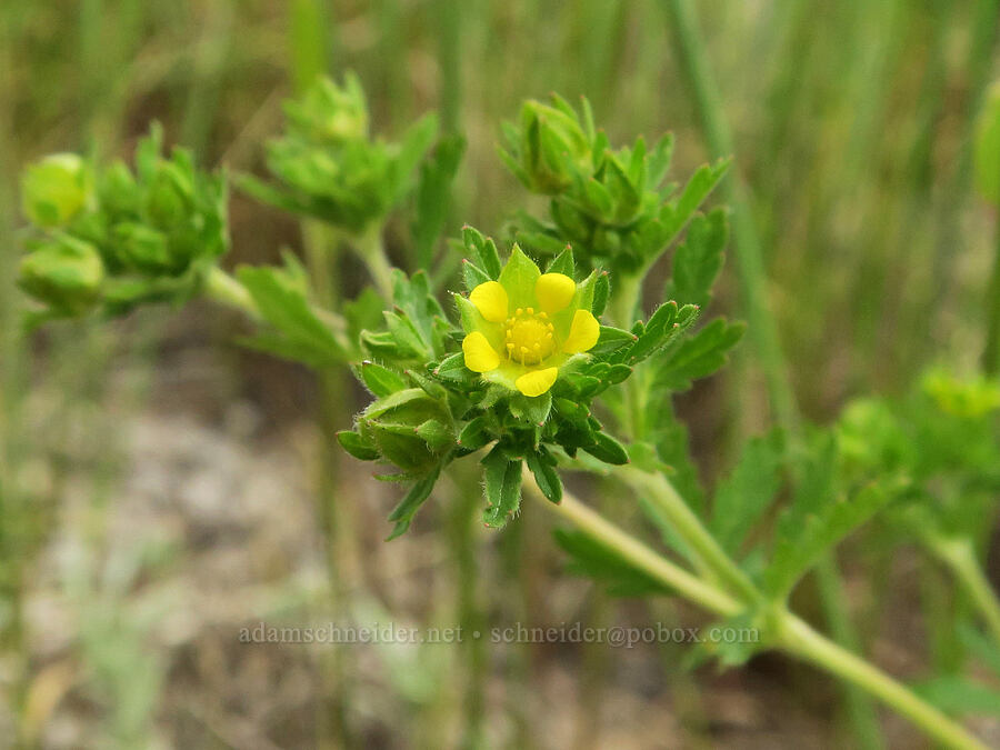 streambank/brook cinquefoil (Potentilla rivalis) [Pitcher Road, Lake County, Oregon]
