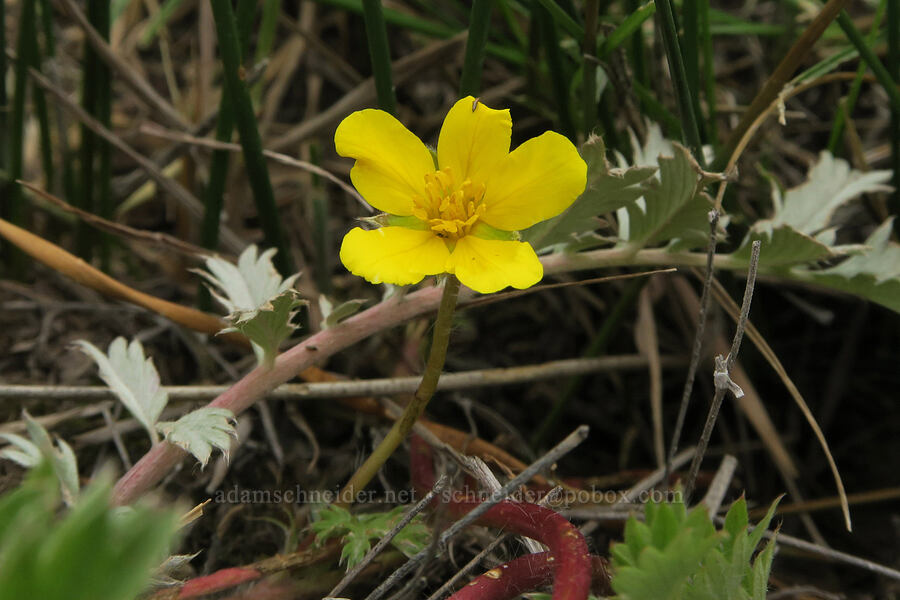 silver-weed cinquefoil (Potentilla anserina ssp. anserina (Argentina anserina ssp. anserina)) [Pitcher Road, Lake County, Oregon]