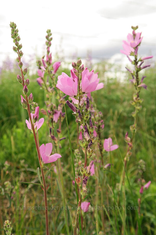 Oregon checker-mallow (Sidalcea oregana) [Pitcher Road, Lake County, Oregon]