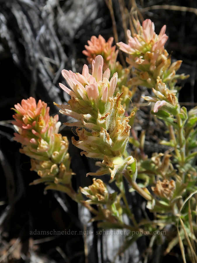 paintbrush (Castilleja sp.) [DeGarmo Canyon, Hart Mountain National Antelope Refuge, Lake County, Oregon]