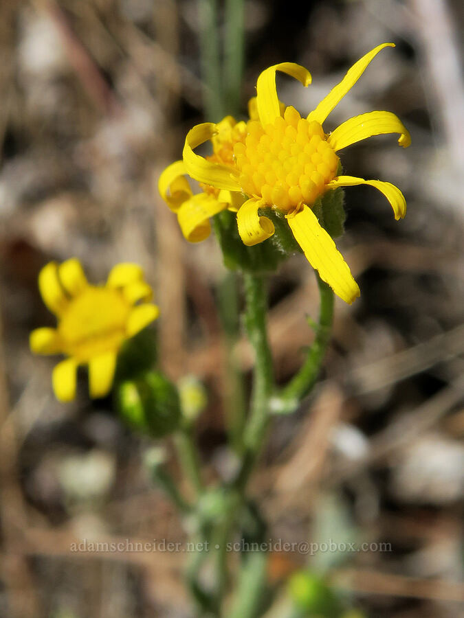woolly groundsel (Packera cana (Senecio canus)) [DeGarmo Canyon, Hart Mountain National Antelope Refuge, Lake County, Oregon]