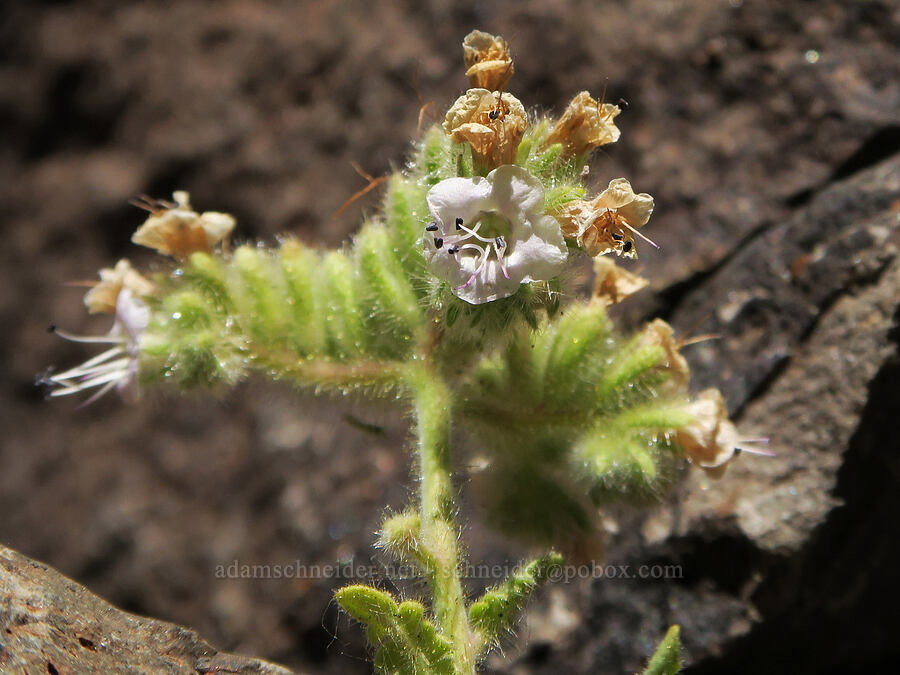 branching phacelia (Phacelia ramosissima) [DeGarmo Canyon, Hart Mountain National Antelope Refuge, Lake County, Oregon]