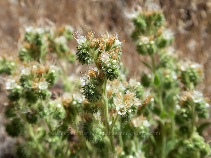 varied-leaf phacelia (Phacelia heterophylla) [DeGarmo Canyon, Hart Mountain National Antelope Refuge, Lake County, Oregon]
