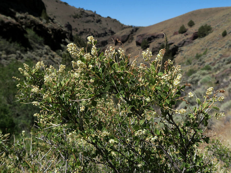 ocean-spray (rock spiraea) (Holodiscus microphyllus var. glabrescens (Holodiscus discolor var. glabrescens)) [DeGarmo Canyon, Hart Mountain National Antelope Refuge, Lake County, Oregon]