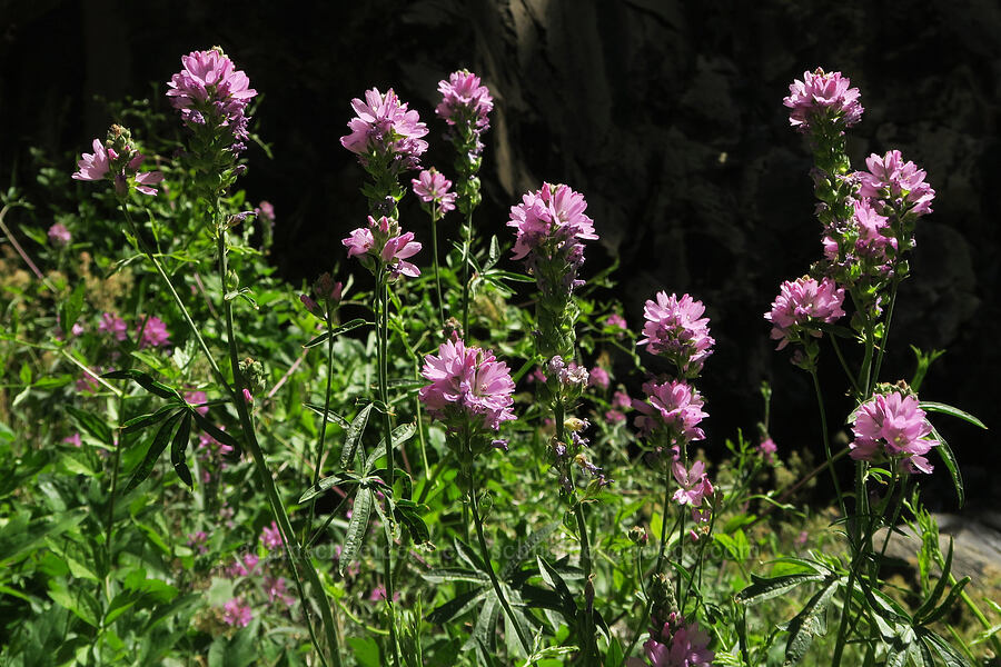 Oregon checker-mallow (Sidalcea oregana) [DeGarmo Canyon, Hart Mountain National Antelope Refuge, Lake County, Oregon]