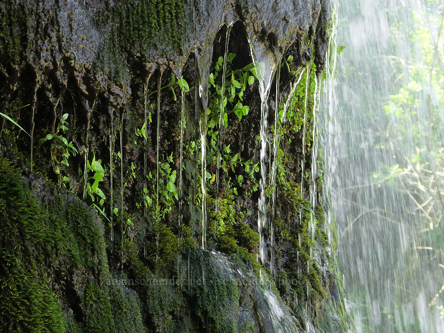 water behind a waterfall [DeGarmo Canyon, Hart Mountain National Antelope Refuge, Lake County, Oregon]