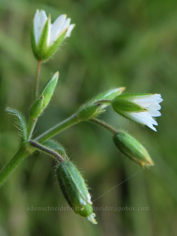 chickweed (Cerastium sp.) [DeGarmo Canyon, Hart Mountain National Antelope Refuge, Lake County, Oregon]