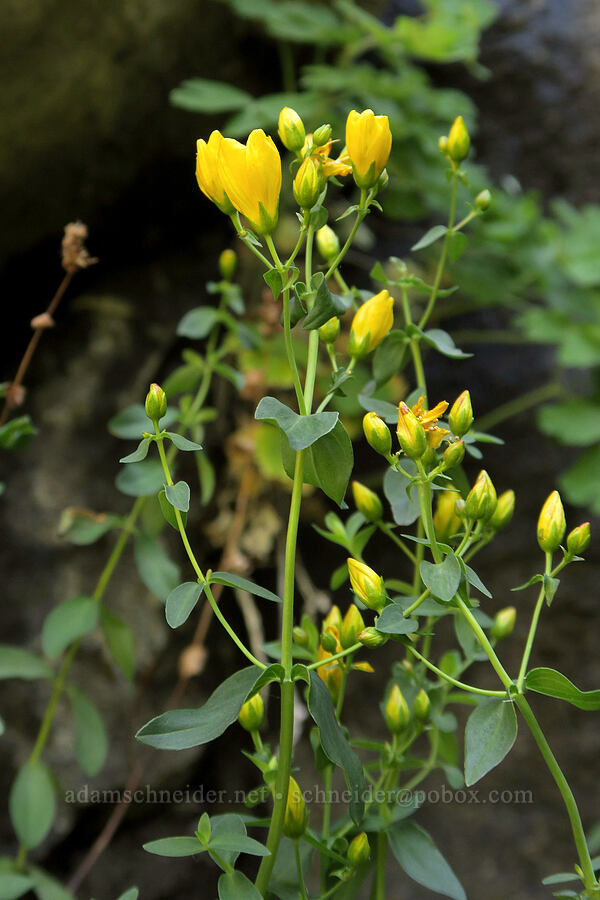 western St.-John's-wort (Hypericum scouleri) [DeGarmo Canyon, Hart Mountain National Antelope Refuge, Lake County, Oregon]