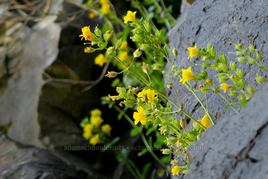 yellow monkeyflower (Erythranthe guttata (Mimulus guttatus)) [DeGarmo Canyon, Hart Mountain National Antelope Refuge, Lake County, Oregon]