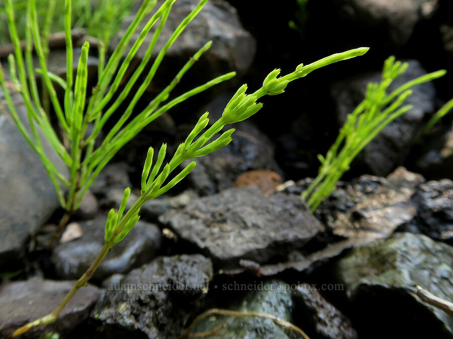 horsetails (Equisetum sp.) [DeGarmo Canyon, Hart Mountain National Antelope Refuge, Lake County, Oregon]