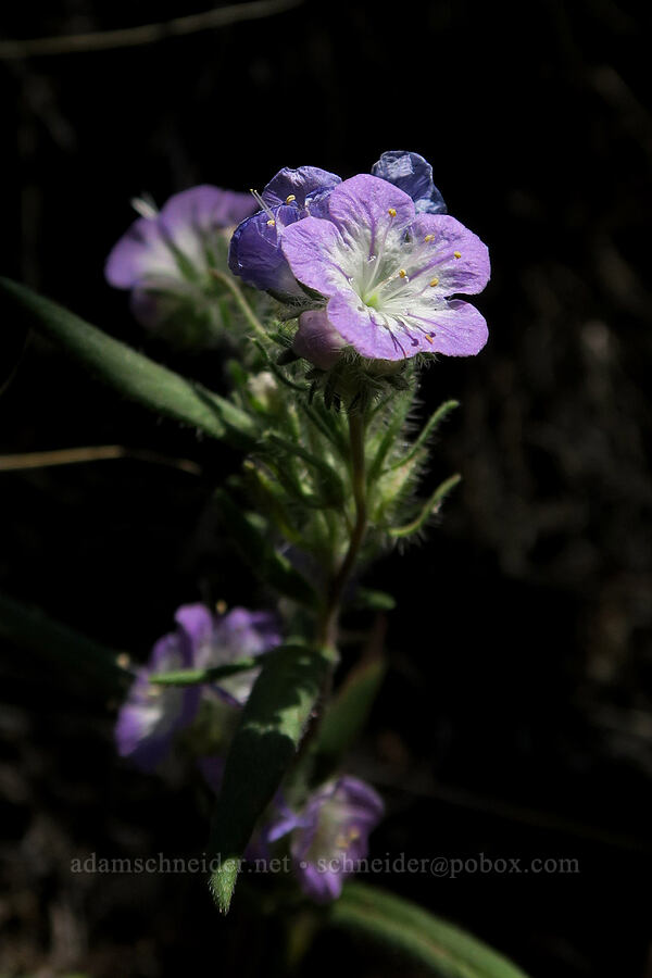 narrow-leaf phacelia (Phacelia linearis) [DeGarmo Canyon, Hart Mountain National Antelope Refuge, Lake County, Oregon]