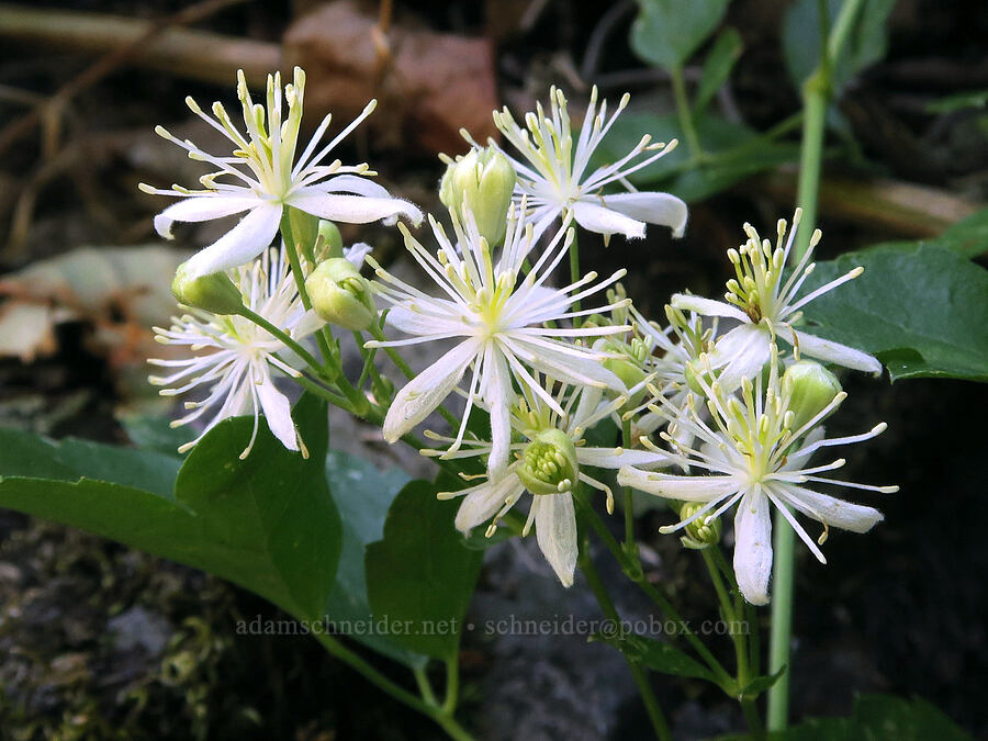 western virgin's-bower (Clematis ligusticifolia) [DeGarmo Canyon, Hart Mountain National Antelope Refuge, Lake County, Oregon]