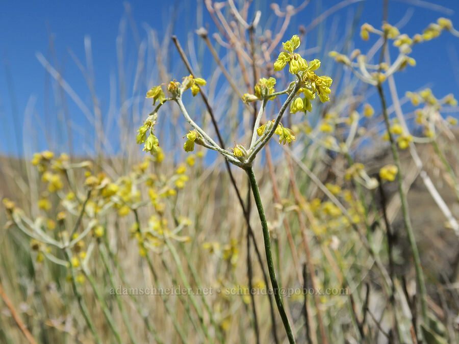 Goose Lake buckwheat (Eriogonum strictum var. anserinum) [DeGarmo Canyon, Hart Mountain National Antelope Refuge, Lake County, Oregon]