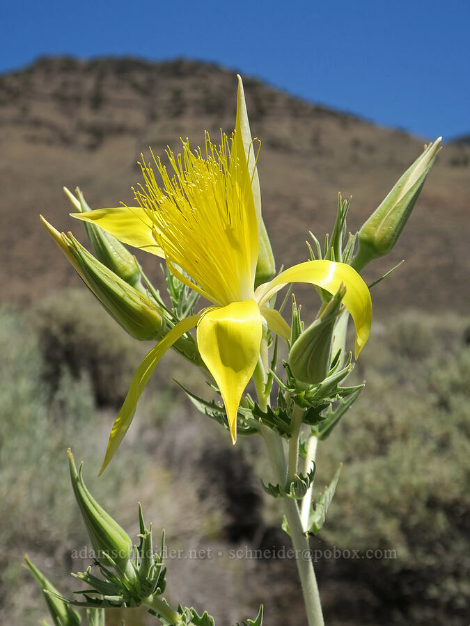 giant blazing-star (Mentzelia laevicaulis) [Hart Mountain Road, Lake County, Oregon]