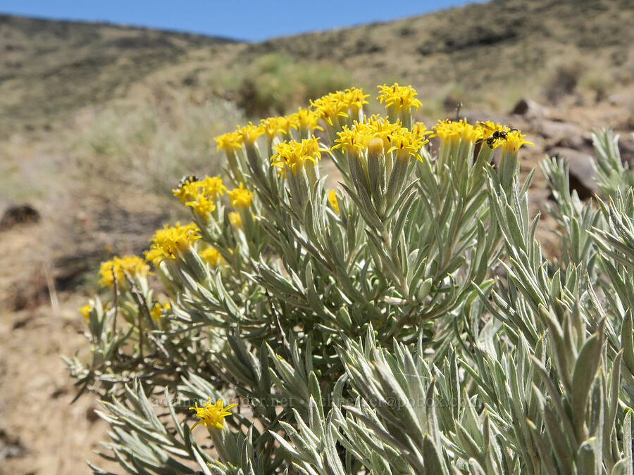 gray horse-brush (Tetradymia canescens) [Hart Mountain Road, Hart Mountain National Antelope Refuge, Lake County, Oregon]