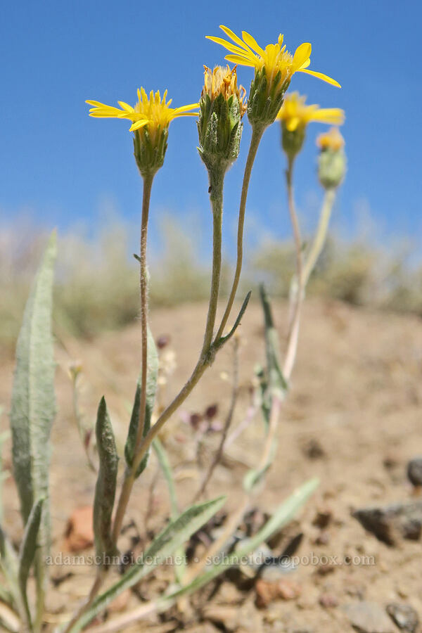 lance-leaf goldenweed (Pyrrocoma lanceolata (Haplopappus lanceolatus)) [Blue Sky Road, Hart Mountain National Antelope Refuge, Lake County, Oregon]