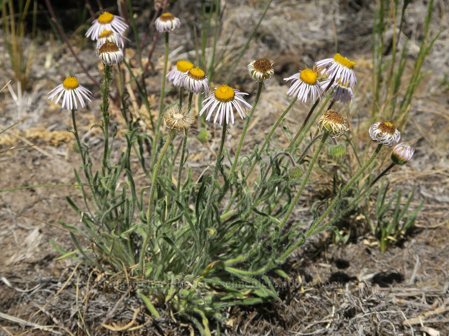 shaggy fleabane (Erigeron pumilus) [Blue Sky Road, Hart Mountain National Antelope Refuge, Lake County, Oregon]