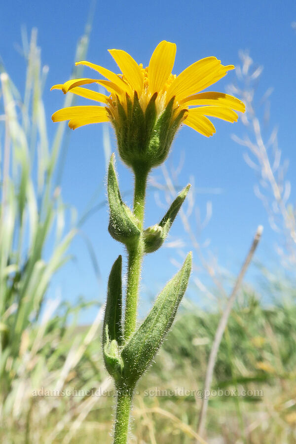 twin arnica (Arnica sororia) [Blue Sky Road, Hart Mountain National Antelope Refuge, Lake County, Oregon]