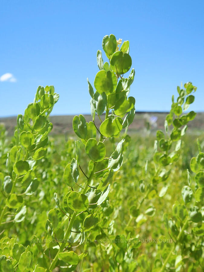 field penny-cress (Thlaspi arvense) [Blue Sky Road, Hart Mountain National Antelope Refuge, Lake County, Oregon]
