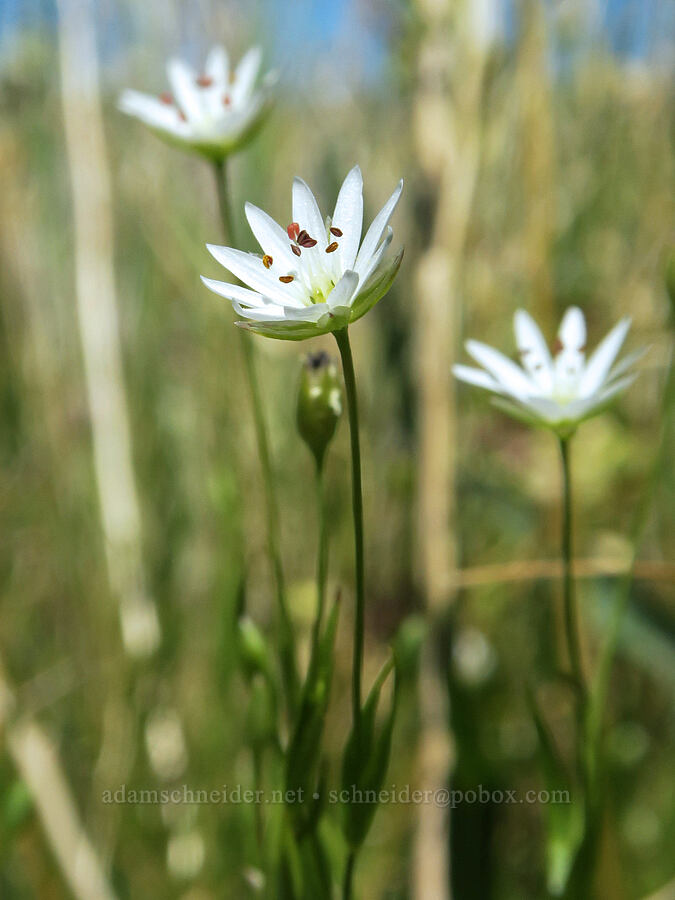 long-stalk starwort (Stellaria longipes) [Blue Sky Road, Hart Mountain National Antelope Refuge, Lake County, Oregon]