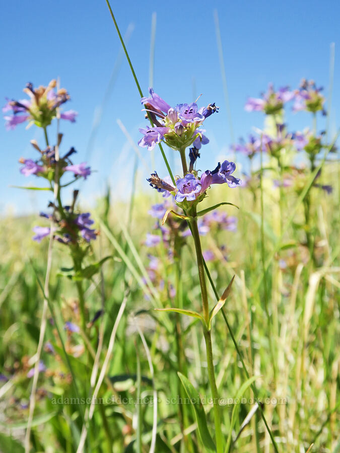 Rydberg's penstemon (Penstemon rydbergii var. oreocharis) [Blue Sky Road, Hart Mountain National Antelope Refuge, Lake County, Oregon]