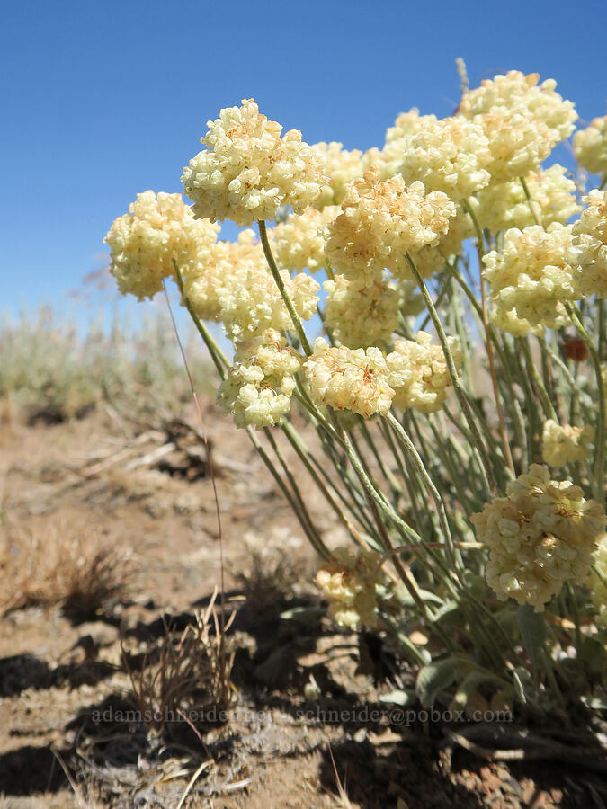 cushion buckwheat (Eriogonum ovalifolium var. purpureum) [Lookout Point, Hart Mountain National Antelope Refuge, Lake County, Oregon]