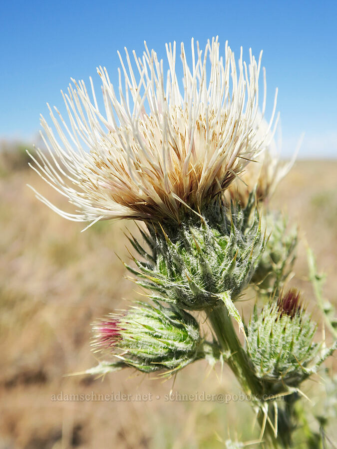 inter-mountain thistle (Cirsium inamoenum) [Blue Sky Road, Hart Mountain National Antelope Refuge, Lake County, Oregon]