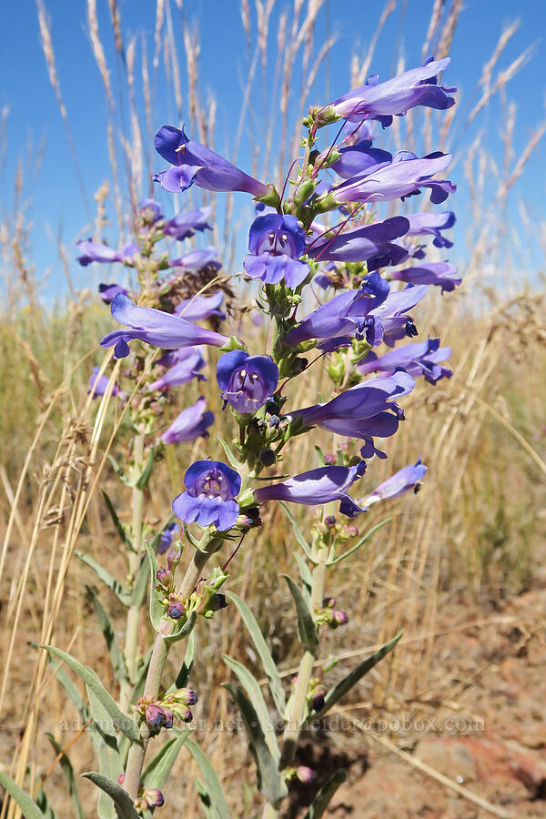 showy penstemon (Penstemon speciosus) [Blue Sky Road, Hart Mountain National Antelope Refuge, Lake County, Oregon]