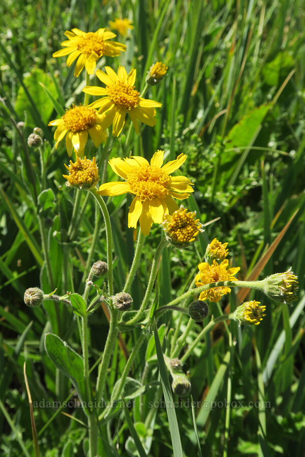 arnica (Arnica sp.) [Post Meadows, Hart Mountain National Antelope Refuge, Lake County, Oregon]