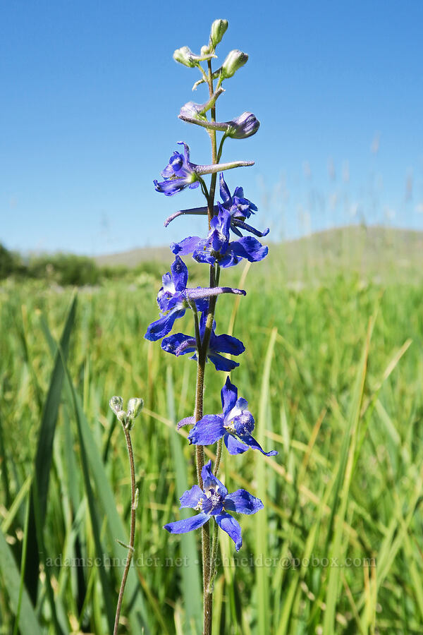 slim larkspur (Delphinium depauperatum) [Post Meadows, Hart Mountain National Antelope Refuge, Lake County, Oregon]