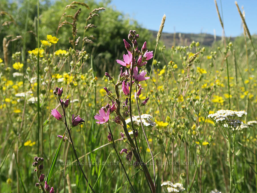 wildflowers (Sidalcea oregana, Achillea millefolium, Potentilla gracilis) [Post Meadows, Hart Mountain National Antelope Refuge, Lake County, Oregon]